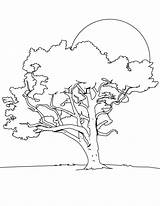 Coloring Pages Tree Trees Printable Color Kids Book Print Colouring sketch template