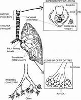 Respiratory sketch template