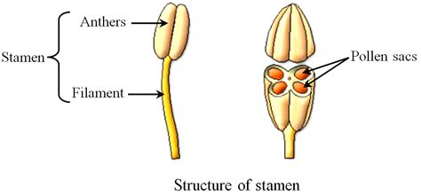 parts  stamen