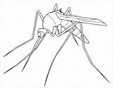 Mosquito Zanzara Coloring4free Coloradisegni Insetti Coloringbay sketch template