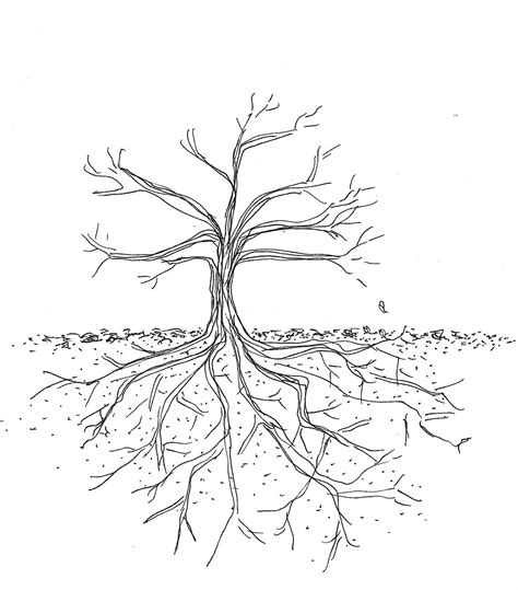 printable trees  roots images   finder