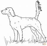 Setter Coloring Pages Irish Dog English Drawing Printable Mastiff Dogs Print Paper Book sketch template