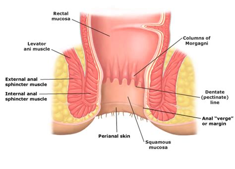 the anus consists of a mucosa li