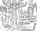 Colouring Woodland Canadian Wetland Vegetation Vigorous sketch template