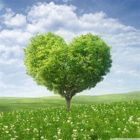 love tree ultra hd desktop background wallpaper for 4k uhd tv widescreen and ultrawide desktop