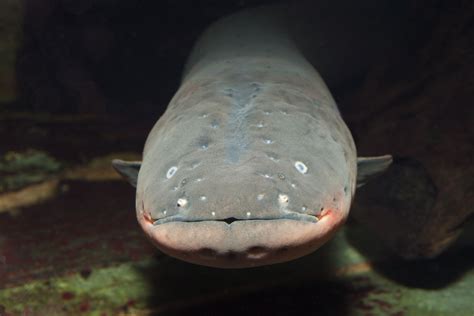 shocking facts  electric eels