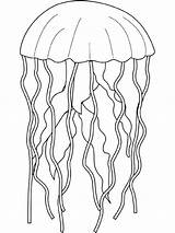 Jellyfish Coloring Jelly Fish Box Drawing Animals Pages Simple Printable Dangerous Sting Getdrawings Drawings sketch template
