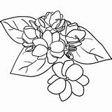 Blomster Vakre Fargelegging sketch template