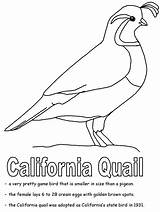 Coloring Pages California Quail Bird Animal Kids State Printable Printables Colouring Ca Geography Emblems Animals Color Crafts Birds Kidzone Ws sketch template