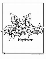 Flower Coloring Massachusetts State Pages Jr Mayflower Ages Rhode Bird Island Woojr Choose Board sketch template