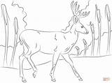 Deer Coloring Pages Mule Walking Drawing Female Printable Comments Library Clipart Popular Template Coloringhome sketch template