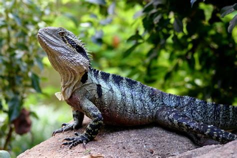 australian water dragon reptiles pet carnivorous animals australian