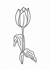 Tulip Peony Decoration Coloring Single sketch template