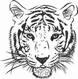 Tiger Coloring Face Outline Pages Drawing Printable Easy Paintingvalley Drawings Color Getcolorings Tigers Print sketch template