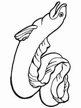 Eel Coloring Moray Pages Drawing Getcolorings Getdrawings Clipartmag sketch template