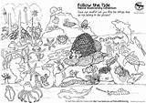 Colouring Sheet Coloring Pages Ecosystem Marine Singapore Biodiversity Ocean Life Festival Template Awesome Shores Wild Cyrene Bringing Seashore Mangroves Otter sketch template
