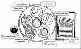 Passover Coloring Seder sketch template