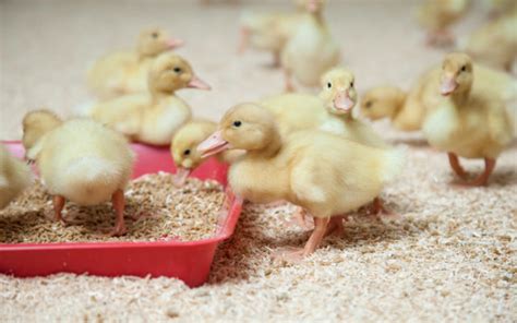 parent stock developer management tips indux duck production system