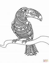 Coloring Zentangle Toucan Pages Drawing Printable sketch template