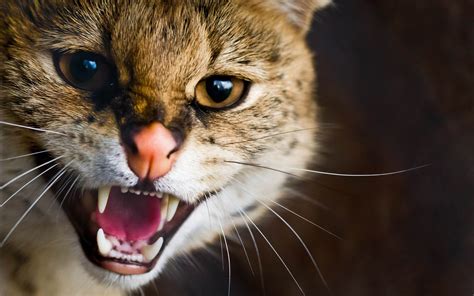 angry cat  desktop wallpaper wallpapersafaricom