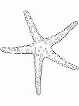 Coloring Seastar Sea Star Pages Color Animals Colouring Printable Animal Sheet Popular sketch template