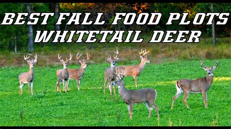 Best Fall Food Plots For Whitetail Deer Youtube