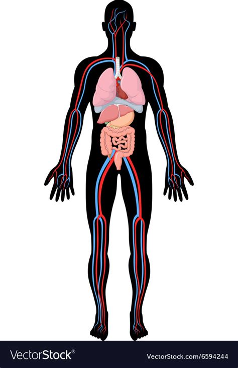 cartoon of human body anatomy royalty free vector image