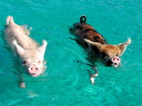 vakantietrend zwemmen met varkens ellebe