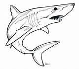 Mako Shark Coloring Pages Color Getcolorings Printable Print sketch template