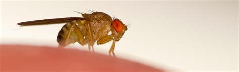 fruit fly information cooks pest control