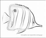 Coloring Butterflyfish Butterfly Fish Designlooter sketch template