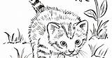 Kitten Kittens Chatte Samanthasbell Coloringfolder Coloriage Imprimer Lait Colorier Buvant Chatons sketch template