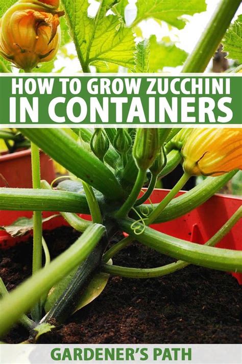 grow zucchini  containers modern design    growing
