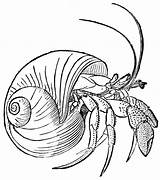 Crab Hermit Clipart Shell Sea Drawing Line Coloring Tattoo Pages Illustration Choose Board Snail Painting Ocean sketch template