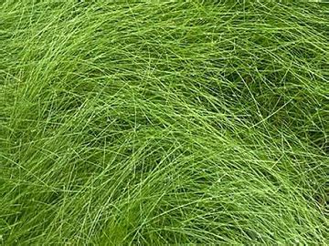 creeping red fescue grass seed travelceocom