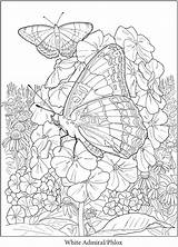 Coloring Pages Butterfly Book Flower Doverpublications Garden Gardens Publications Dover Adult Printable Animal Haven Creative Titles Browse Complete Catalog Over sketch template