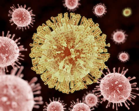 zika fever description  diagnosis outbreaks britannica