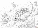 Coloring Pages Mouse Striped Mice Color Printable Bass Rodent Print Drawing sketch template