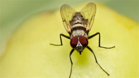 rid  gnats  fruit flies professional pest control