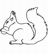 Squirrel Scoiattolo Tupai Stampare Scoiattoli Koleksi Pewarna Bayi Paling Mewarna Berlatih Scaricare Squirrels sketch template