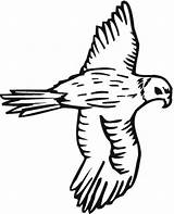 Falcon Coloring Pages Bird Color Drawing Template Wings Spread Hawk Print Getdrawings sketch template