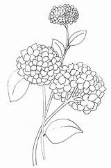 Hydrangea Hydrangeas Hidrangea sketch template