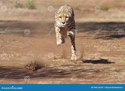 exercising cheetah chasing  lure   stock image image