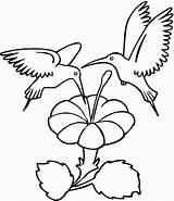 Hummingbird Coloring Pages Printable Kids sketch template