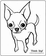 Chihuahua Coloring Colouring sketch template