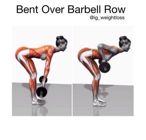 bent over barbell row muscle anatomy pinterest