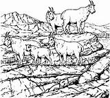 Coloring Goat Pages Mountain School Color Getdrawings Getcolorings sketch template
