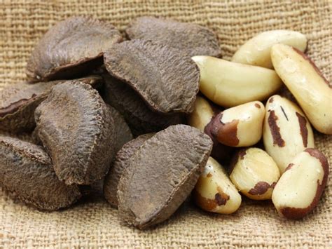 brazil nuts information  tips  growing brazil nuts