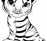 Tooth Tiger Coloring Saber Pages Printable Getcolorings Print Color sketch template