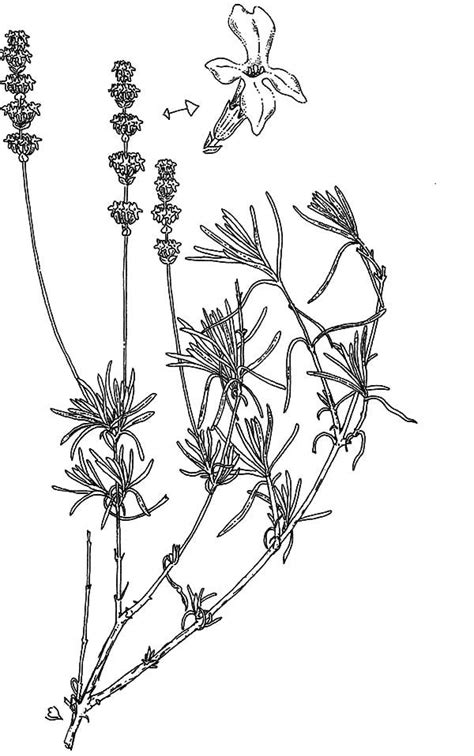 lavender flower pure essential oil lavandula coloring pages